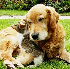 cat and dog[3]