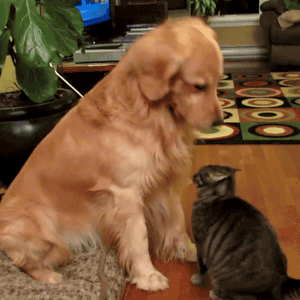 dog and cat[3]
