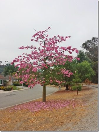 i love this tree (600x800)