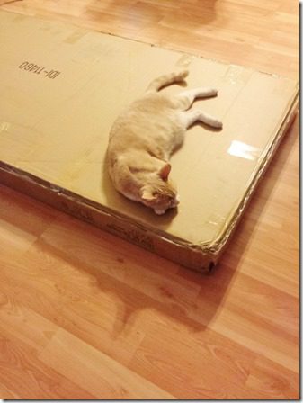 cat on my box (600x800)