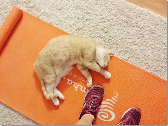 cat on my yoga mat (800x600)