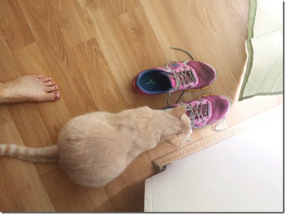 cat with mizuno running shoes