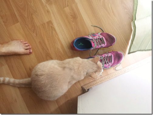 cat with mizuno running shoes