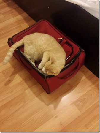 let me pack cat (600x800)