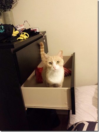 cat in the drawer