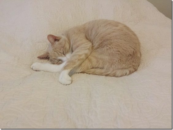 cat nap (800x600)