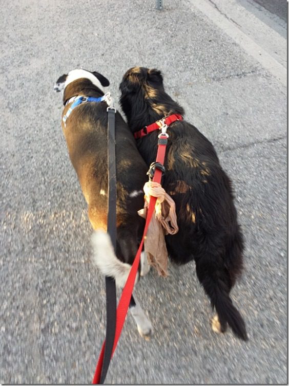 dogs on the walk (600x800)