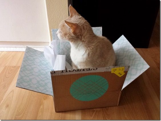 cat in a box (800x600)