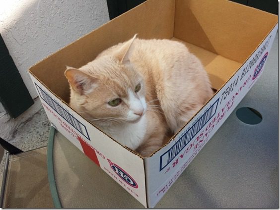 cat in the box 3 (800x600)