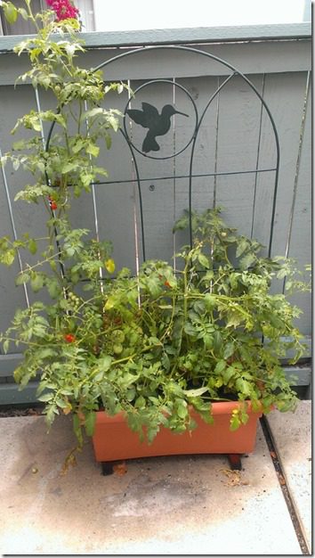 my patio garden tomato plant (450x800)