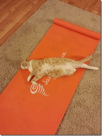 yoga cat (600x800)