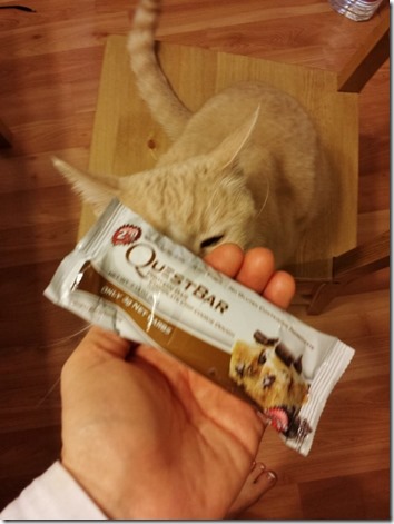 cat don't steal my quest bar (800x600)