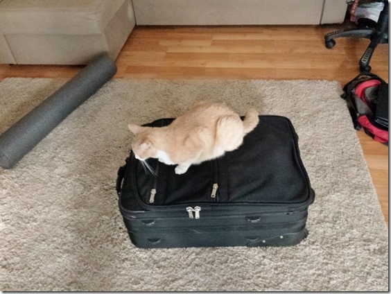 cat on suitcase (800x600)
