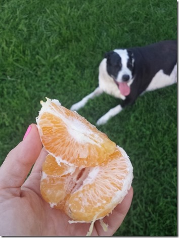 oranges and a dog (600x800)