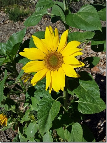 sunflower on run blog (600x800)