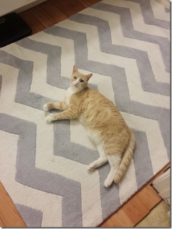cat likes my new chevron rug (600x800)