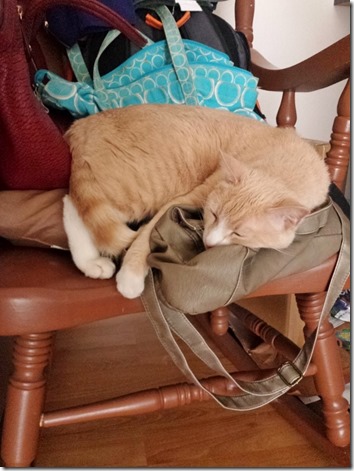 cat loves to sleep on my purse (600x800)