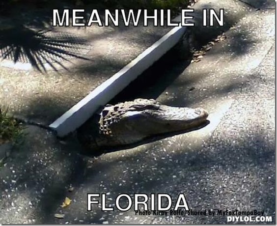 florida gator