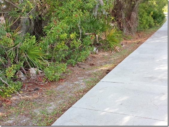 i saw a snake in florida (800x600)