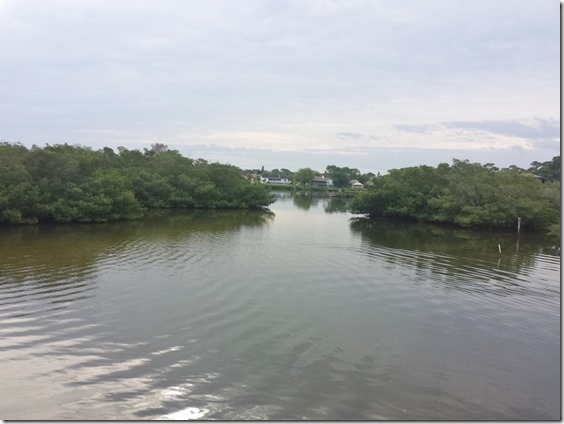 looking for manatees in florida (800x600)