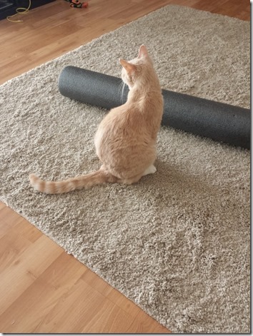 my cat and my foam roller (600x800)