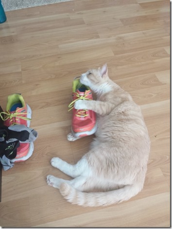 my cat loves hoka one one running shoes too (600x800)