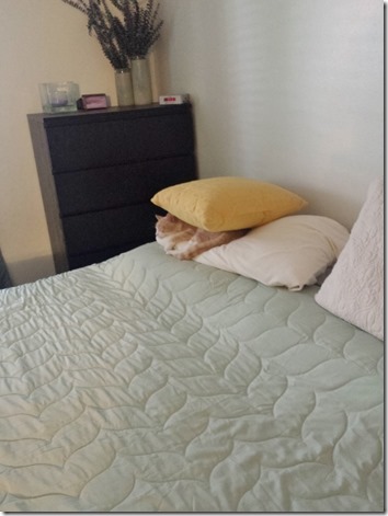 pillow on a cat (600x800)