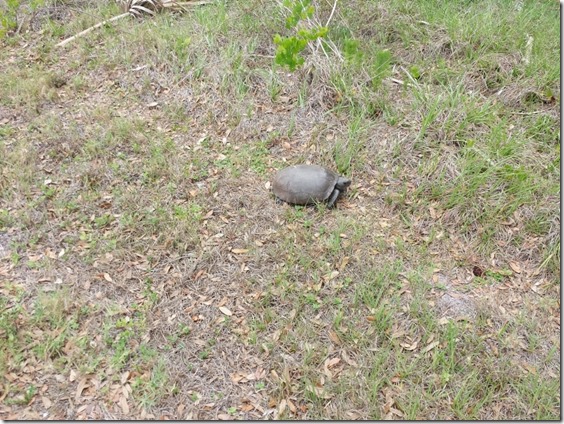 turtle time in florida (800x600)