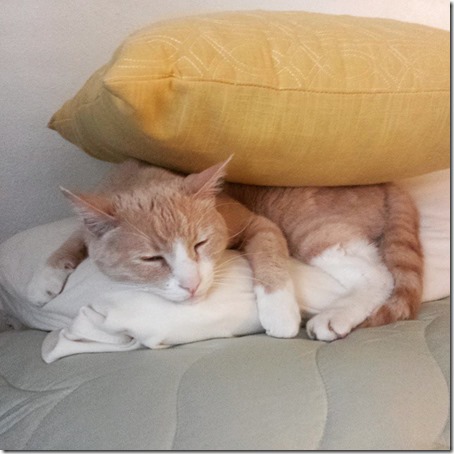 pillow on the cat