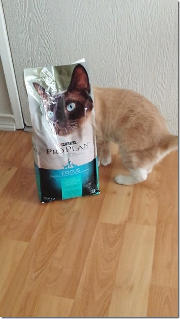 purina cat food giveaway blog (450x800)