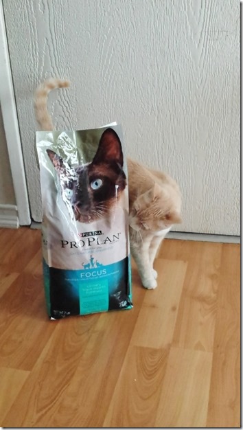 purina cat food giveaway go pro blog (450x800)