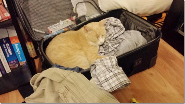 cat in suitcase (800x450)