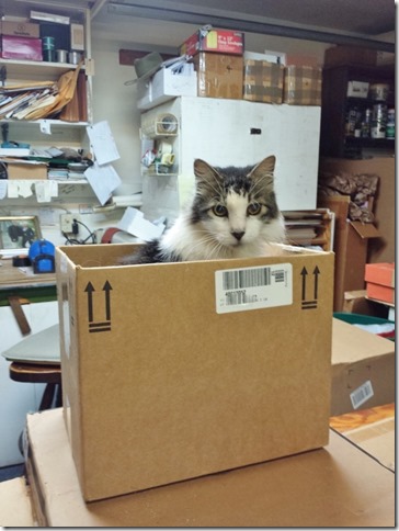cat in the box florida (600x800)