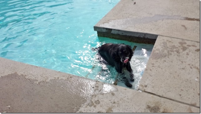 dog swiming (800x450)