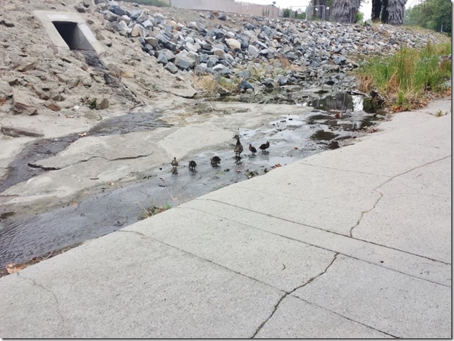 ducks on my run (800x600)