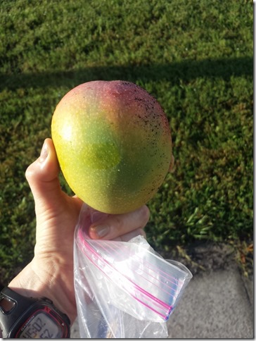 mango found on my run (600x800)