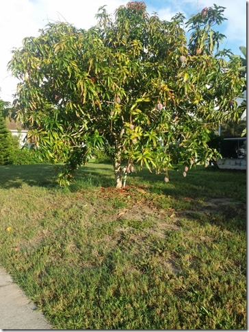 mango tree on my run (600x800)