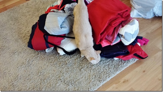 cat helping capsule closet orgazine blog (800x450)