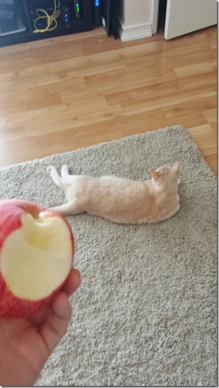 apples and cats (450x800)