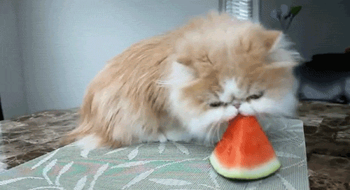 cat eating watermelon[3]