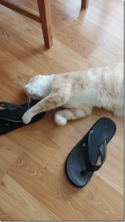 cat loves my shoes (450x800)