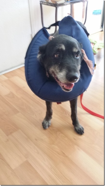 new cone of shame (450x800)