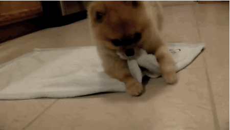roll over puppy gif