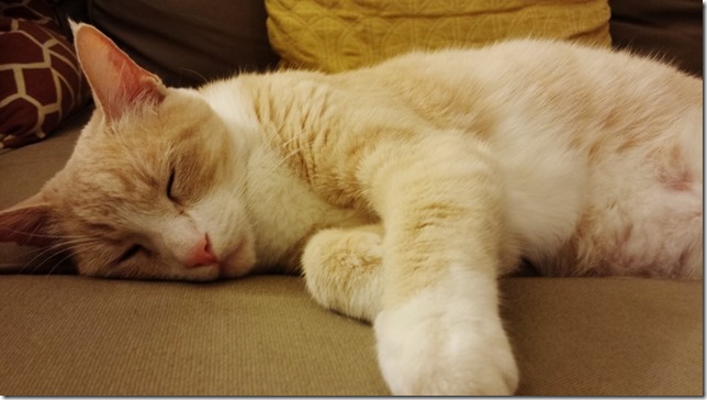 sleepy cat blog 2 (800x450)