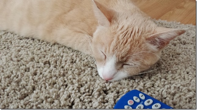 sleepy cat blog (800x450)