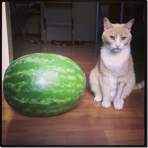 watermelon and a cat (800x800)