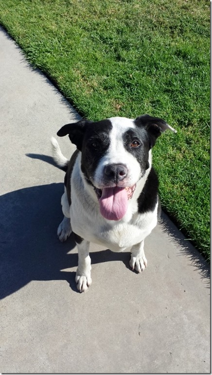 happy pup (450x800)