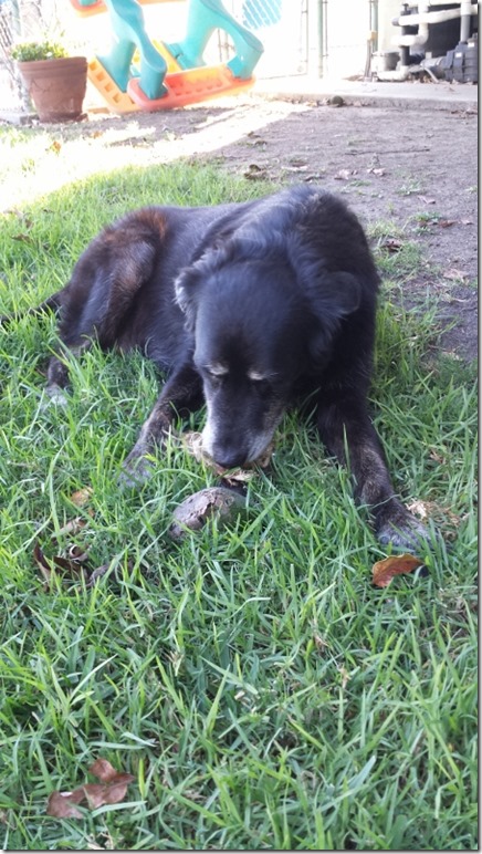 roxy loves avocado (450x800)