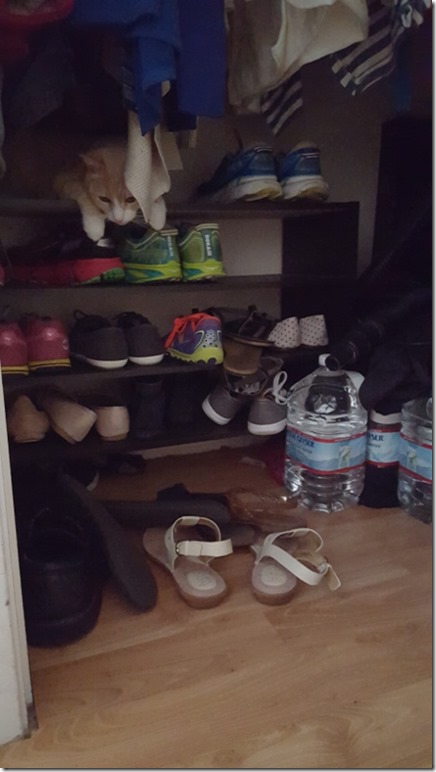 cat closet (450x800)