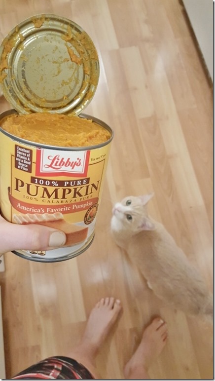 cats dont like pumpkin (450x800)